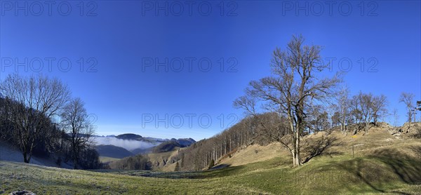 Solitary tree at the Lauchweid, behind Lauchflue, clearing on the second Jura chain, Eptingen,
