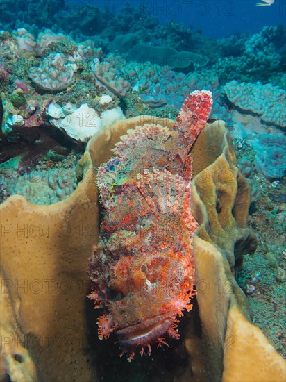 A fringed dragonhead (Scorpaenopsis oxycephala) resting in a sponge, Sodwana Bay National Park dive