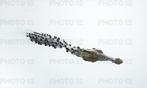 Nile crocodile (Crocodylus niloticus) in water with reflection, Kruger National Park, South Africa,