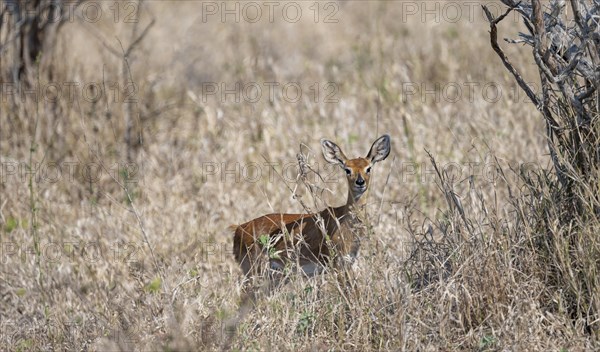 Steenbok (Raphicerus campestris) in tall grass, alert, adult female, Kruger National Park, South