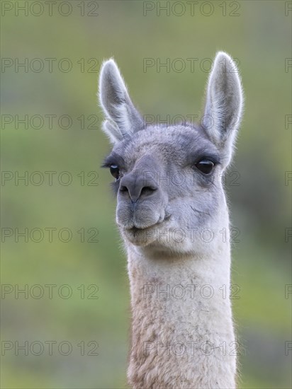 Guanaco (Llama guanicoe), Huanaco, adult, animal portrait, Torres del Paine National Park,