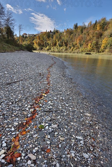 Red beech leaves lie in a row on grey stones by a river in autumn, in the background a castle