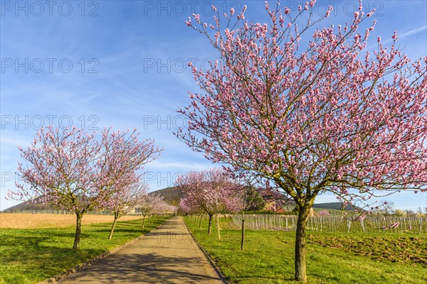 Flowering almond trees (Prunus dulcis), Siebeldingen, German Wine Route, Rhineland-Palatinate,