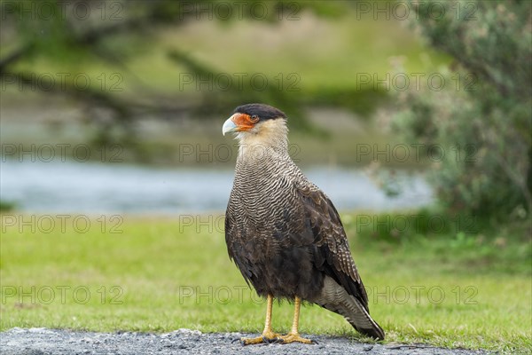 Southern crested caracara (Caracara plancus) standing on the ground, Tierra del Fuego National
