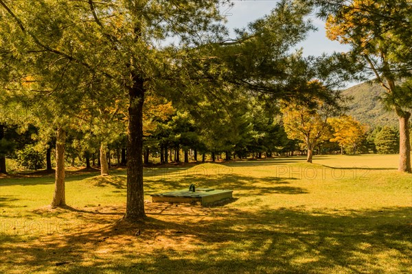 Green, rectangle underground maintenance access point shaded by evergreen trees in public park on