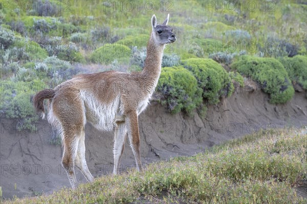 Guanaco (Llama guanicoe), Huanako, Torres del Paine National Park, Patagonia, End of the World,