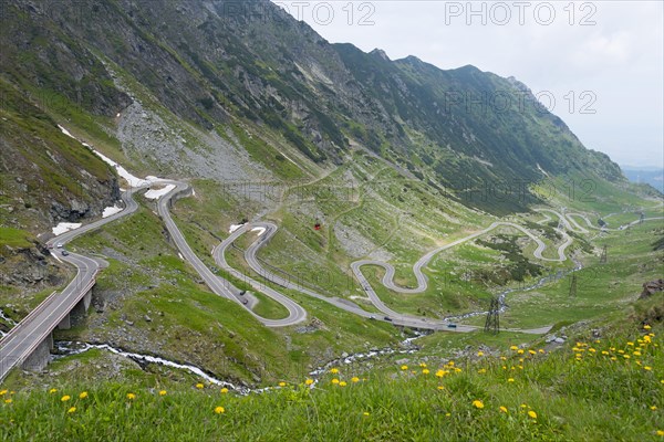 A winding road runs through a mountainous landscape with yellow wildflowers, Balea River, mountain
