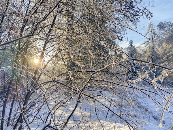 Shrub with ice-covered branches, black ice, Liederbach, Dillendorf, Rhineland-Palatinate, Germany,