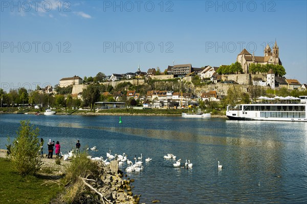 Swans on the Rhine and town view, Breisach am Rhein, Baden-Wuerttemberg, Germany, Europe