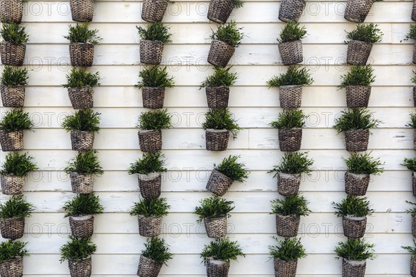 Many flower pots with artificial green plants in rows, dull wooden privacy screen, fence,