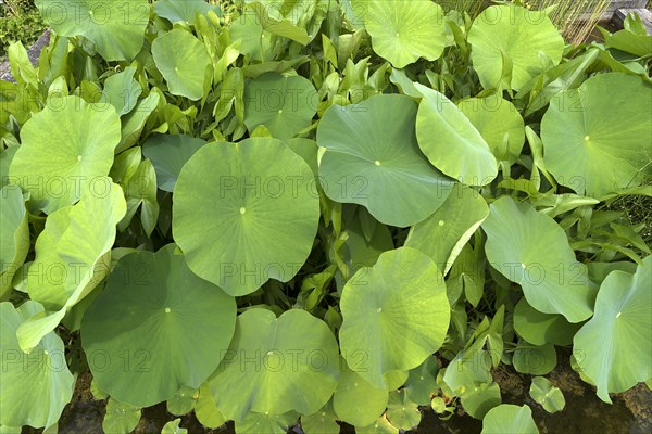 Leaves of the lotus (Nelumbo), Botanical Garden, Erlangen, Middle Franconia, Bavaria, Germany,