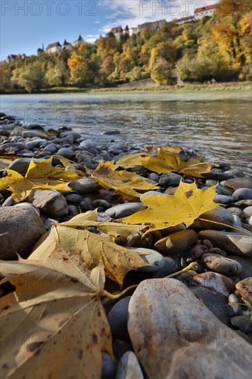 Yellow maple leaves lie on grey stones on the banks of a river in autumn, in the background a