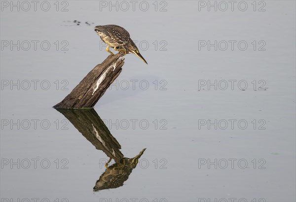 Mangrove heron (Butorides striata atricapilla), sitting on a tree stump in the water and lurking