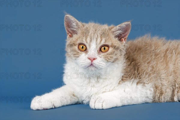 Pedigree cat Selkirk Rex, kitten, age 10 weeks, colour lilac mackerel tabby white, animal portrait,