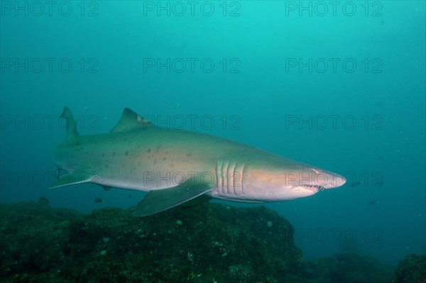 Sand tiger shark (Carcharias taurus) over the reef. Aliwal Shoal Dive Site, Umkomaas, KwaZulu