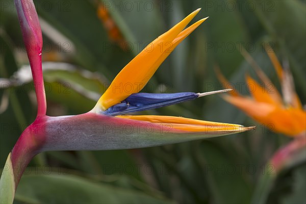 Flowering strelitzias (Strelitzia), Botanical Garden, Erlangen, Middle Franconia, Bavaria, Germany,