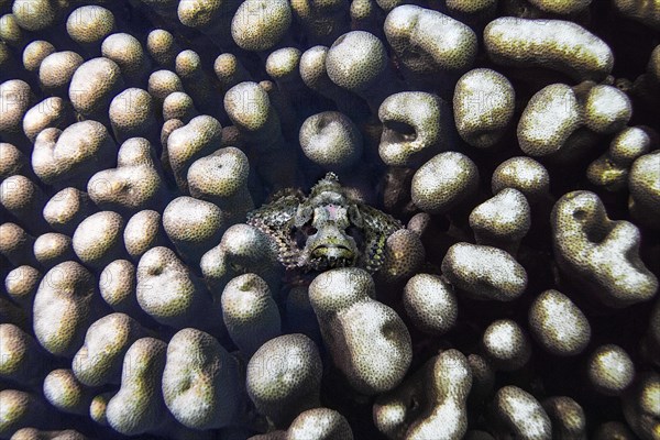 Papuan scorpionfish, (Scorpaenopsis papuensis), in stony coral (Montastrea annularis), Wakatobi