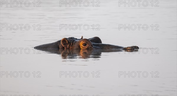 Hippopotamus (Hippopatamus amphibius) in the water at sunset with reflection, adult, animal