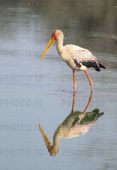 Yellow-billed stork (Mycteria ibis) in water with reflection, at sunrise, Sunset Dam, Southern