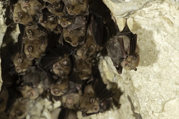 Lesser horseshoe bat (Rhinolophus hipposideros), female with young in maternity roost, bat