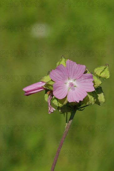 Mallow, musk mallow (Malva moschata), flower in a meadow, medicinal plant, aromatic plant,