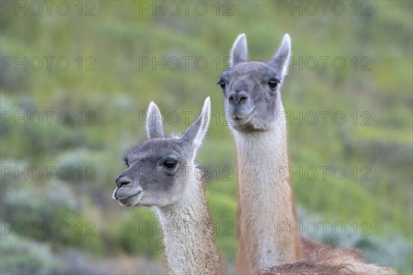 Guanaco (Llama guanicoe), Huanaco, adult, animal portrait, Torres del Paine National Park,