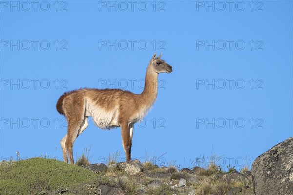 Guanaco (Llama guanicoe), Huanako, adult, in front of blue sky, Torres del Paine National Park,
