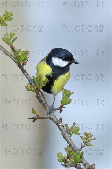 Great tit (Parus major) male sitting in a common hawthorn (Crataegus monogyna), North