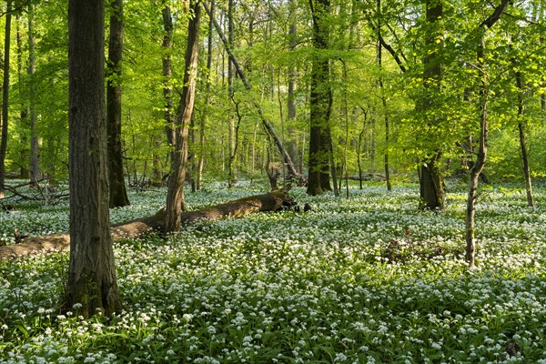 A sunny deciduous forest with white flowering ramson (Allium ursinum) in spring. Dead wood lies on
