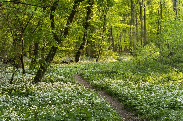 A path leads through a deciduous forest with white flowering ramson (Allium ursinum) in spring in