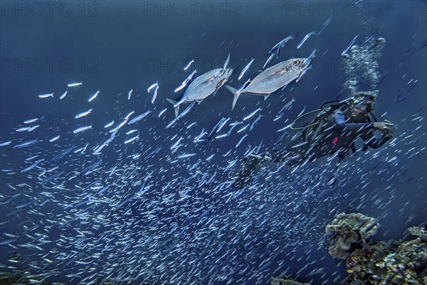 Diver and jackfish, (Scomberoides commersonnianus), in a school of fish, Wakatobi Dive Resort,