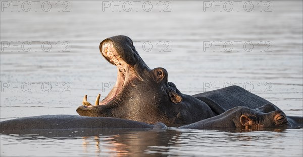 Hippopotamus (Hippopatamus amphibius) yawning, in the water at sunset, adult, showing teeth with
