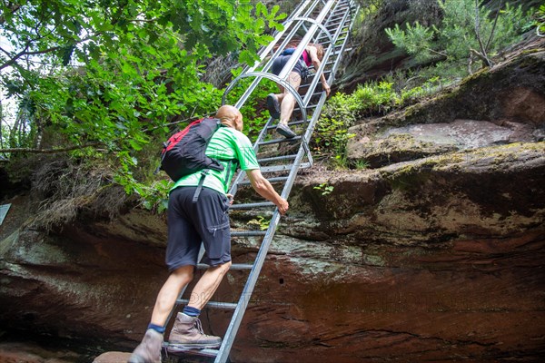 Hikers on the ladder to the Huehnerstein . The Huehnerstein is a sandstone rock in the Palatinate