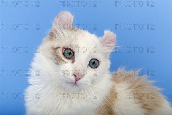 American-Curl kitten, age 17 weeks, colour seal torbie point with white, animal portrait, studio