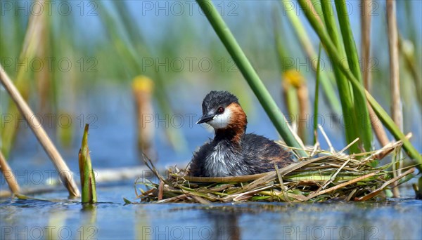 Ai generated, animal, animals, bird, birds, biotope, habitat, a, individual, swims, waters, reeds,
