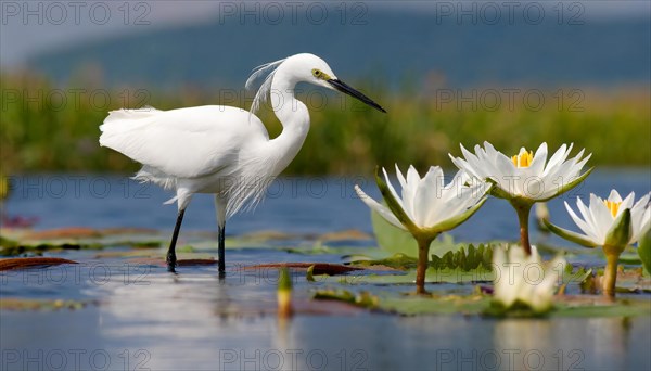 Ai generated, animal, animals, bird, birds, biotope, habitat, a, individual, swims, waters, reeds,