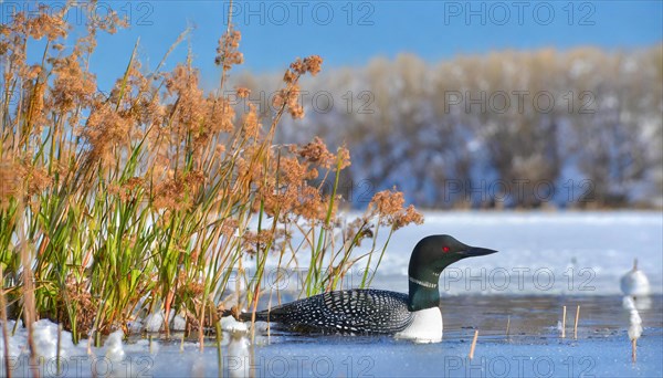 Ai generated, animal, animals, bird, birds, biotope, habitat, a, individual, swims, waters, reeds,