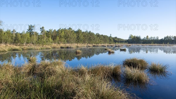 Moorland landscape, renaturalised, peat-covered moorland, Grosses Moor nature reserve, Lower