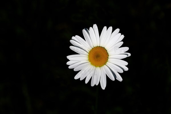 Low-nutrient meadow daisy Low-nutrient meadow daisy (Chrysanthemum leucanthemum), flower against a