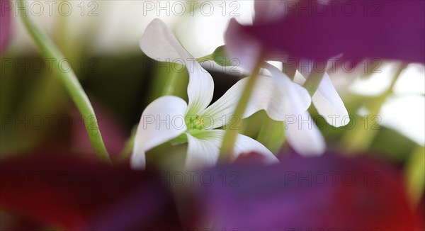 White flower of purple wood sorrel (Rhizome Oxalis) between purple leaves and green leaf stalks,