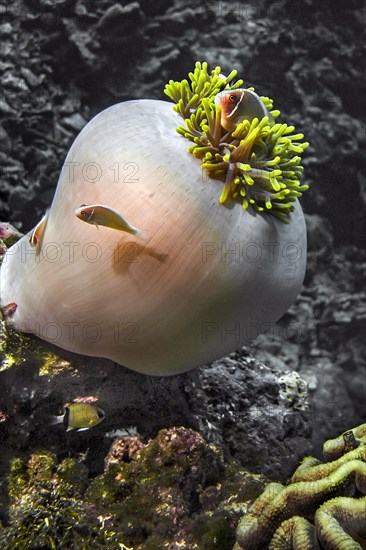 Pink anemonefish (Amphiprion perideraion), in magnificent sea anemone (Heteractis magnifica),