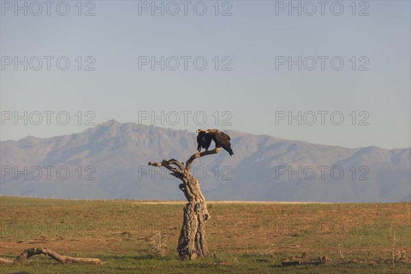 Pair of Iberian Eagles, Spanish Imperial Eagle (Aquila adalberti), Extremadura, Castilla La Mancha,