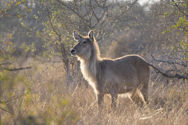Ellipsen waterbuck (Kobus ellipsiprymnus), adult female, standing in dry grass in the evening