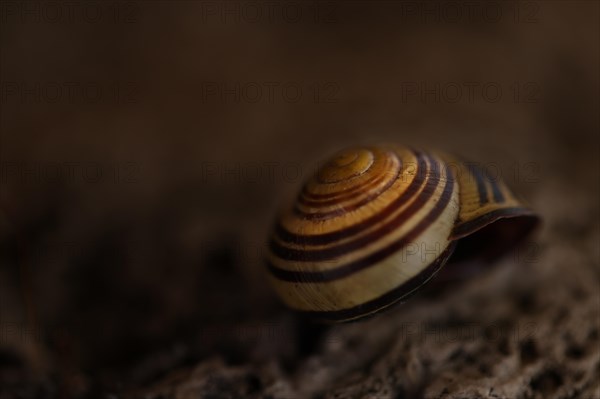 Small snail shell in shades of yellow and brown lies on a colour-matching background of tuff,