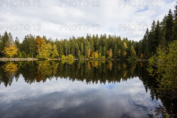 Lake and autumn forest, Mathisleweiher, near Hinterzarten, Black Forest, Baden-Wuerttemberg,