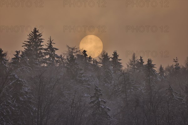 The sun disc sets behind a snowy forest in foggy weather, reddish evening light, Upper Bavaria,