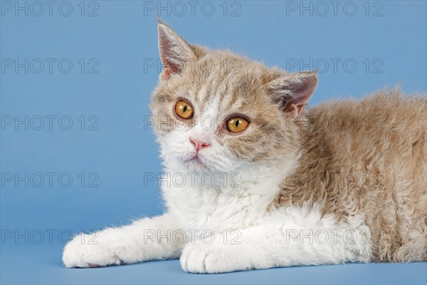 Pedigree cat Selkirk Rex, kitten, age 10 weeks, colour fawn tortie white, animal portrait, studio