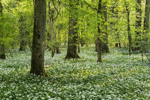 A deciduous forest with white flowering ramson (Allium ursinum) in spring in the evening sun.