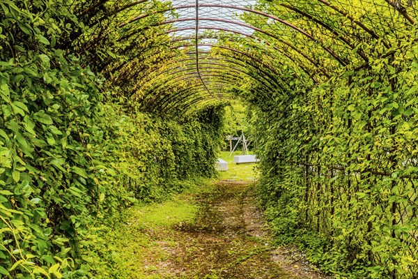 Pathway through wire tunnel like structure covered with vines and park benches at the exit in South