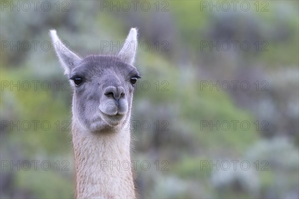 Guanaco (Llama guanicoe), Huanaco, adult, animal portrait, Torres del Paine National Park,